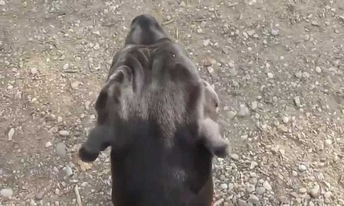 Peine maximale pour cette personne ayant poignardé son chien