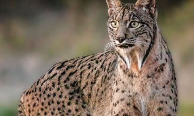 La personne qui as d&eacute;lib&eacute;r&eacute;ment mis des coup de pelles au lynx de Niederbronn sois jug&eacute;