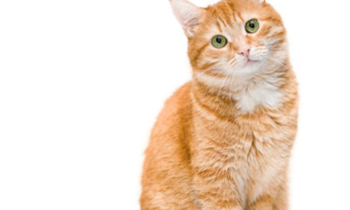 Non a la taxe des animaux domestiques