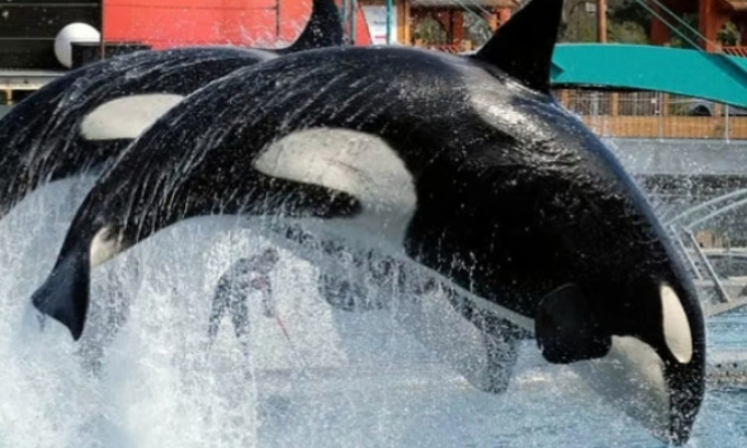 Non au transfert des orques et otaries et phoques dauphins et autres c&eacute;tac&eacute;s du Marineland d entibes