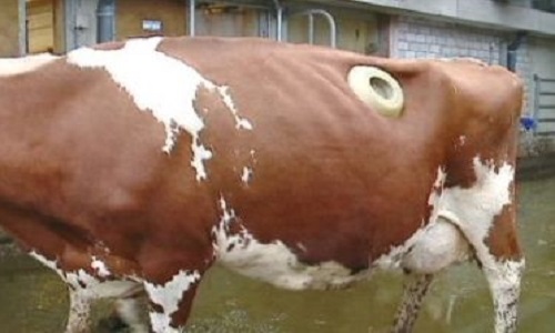 La condamnation pour crime contre l'humanité des poseurs de hublots sur les vaches, ainsi que les agriculteurs qui le demandent