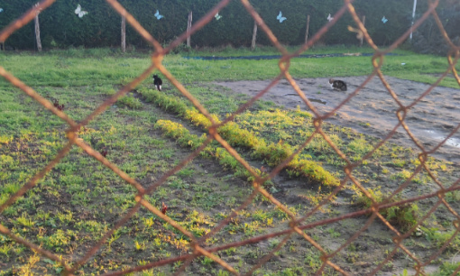 La situation est urgente... Ne laissez pas ses pauvres chats sans abris et sans nourriture