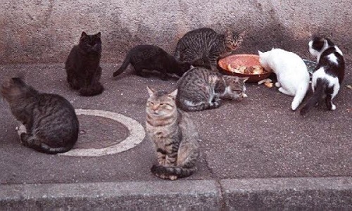 Sauvons les chats errants