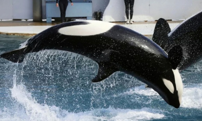 Non &agrave; cette fermeture du Marineland d entibes et trop presipitez et pour que conseil d &eacute;tat de paris es les autorit&eacute;s d entibes interdise tous ces transferts des c&eacute;tac&eacute;s et autres animaux