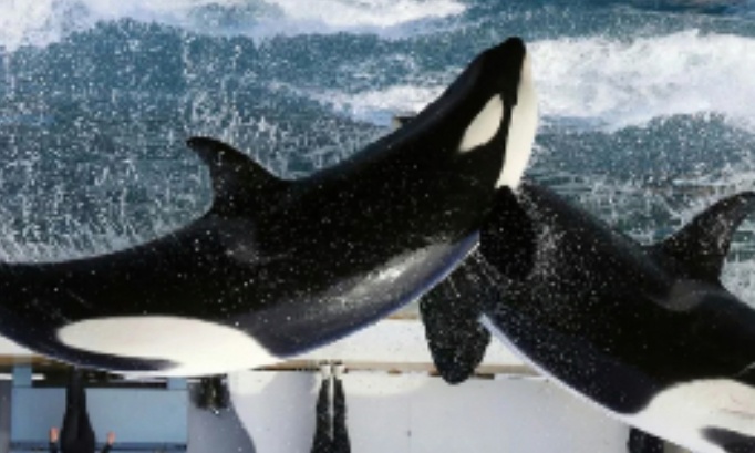 P&eacute;tition tr&egrave;s urgente pour interdire toute vente des animaux et tout transfert du Marineland d'Antibes