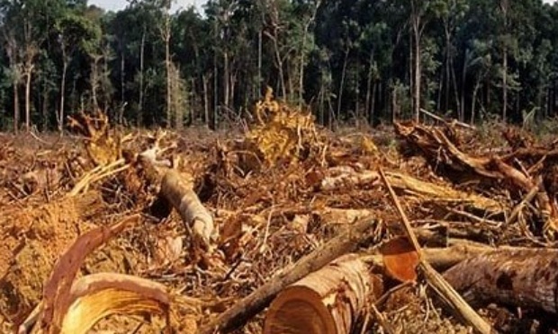 Arrêtons la déforestation en Amazonie !
