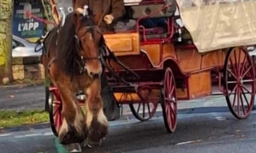 Mettre un terme à l'exploitation des chevaux tirant des calèches