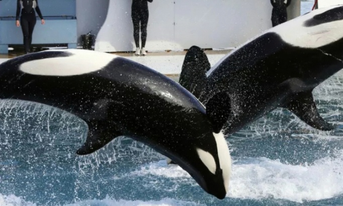P&eacute;tition pour que le directeur du parc marineland revienne sur sa d&eacute;cision de pas fermer le parc fantastique marineland antibes