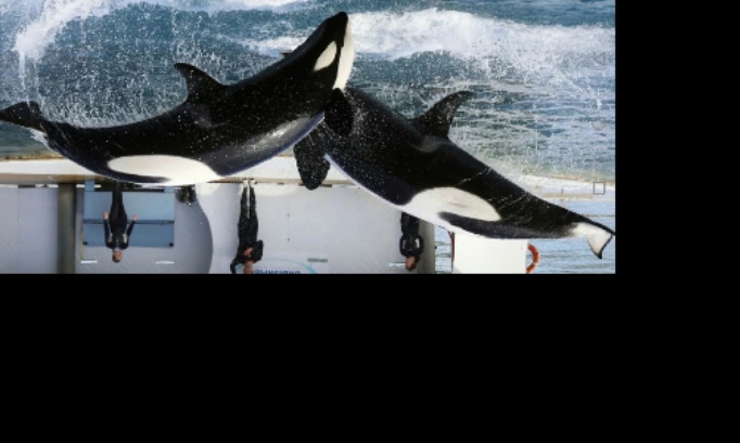 Pour un maintien des c&eacute;tac&eacute;s dans le parc magnifique marineland et pour une interdiction et ventes et transferts dans d autres parcs &eacute;trangers au Japon et Espagne et autres parcs