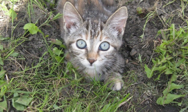Pour un fichier national automatisé comme le FNAEG reprenant l'identité des responsables de maltraitance animales  !