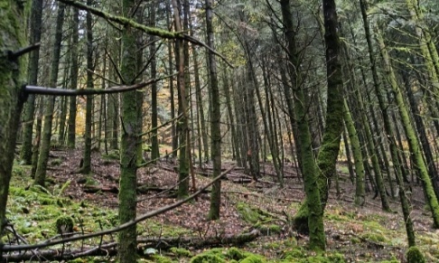 Stop aux chasses en battue de l'ONF et aux tirs de nuit des lieutenants de louveterie