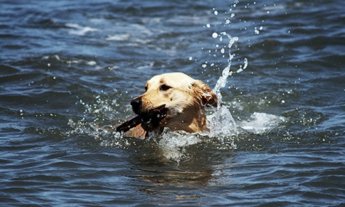 Pour la baignade des chiens dans les plans d'eau.