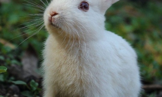 Arr&ecirc;ter les tests sur les animaux ( produits d'hygi&egrave;ne, m&eacute;dicaments, maquillage )
