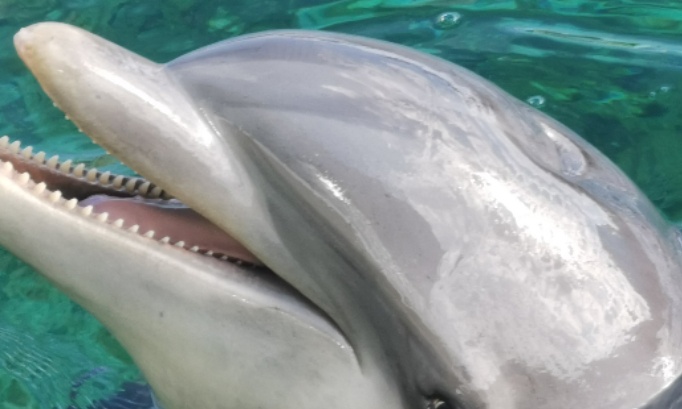P&eacute;tition tr&egrave;s important et urgente Pour une r&eacute;ouverture du parc marineland d entibes au moi de f&eacute;vrier 2025 il y a urgence 4 000 milles animaux sans solution