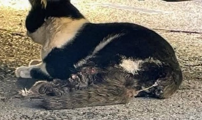 Justice pour les animaux victimes de maltraitance cruauté et barbarie