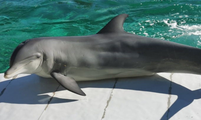 P&eacute;tition tr&egrave;s urgente les soigneurs et soigneuses demende la r&eacute;ouverture du Marineland nous pouvons pas laisser nos 4000 milles animaux sur leurs sort