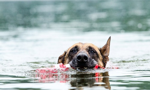 Réservation d'un emplacement de baignade pour animaux domestiques au plan d'eau de Cournon - d'Auvergne