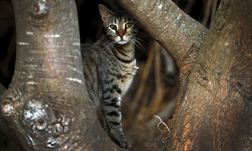 Aide de plusieurs marques de nourriture pour cette dame