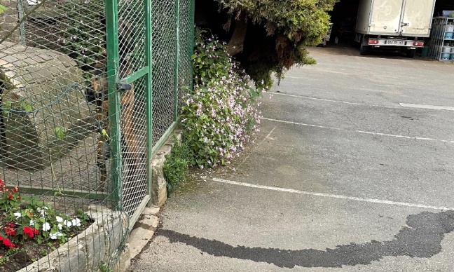 Sauvez cette chienne malinoise !