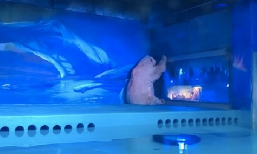 Sauver les animaux d'un centre commercial à Canton en Chine : Grandview Aquarium Zoo