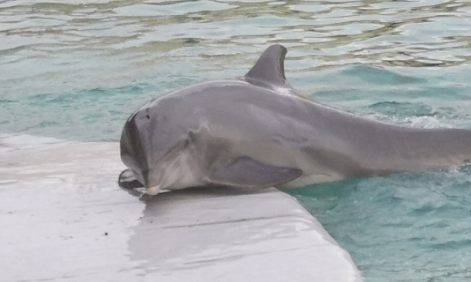 Pas d'euthanasie pour les animaux du Marineland d'Antibes !
