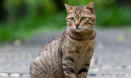 Urgence pour que les mairies s'allient avec les associations animales