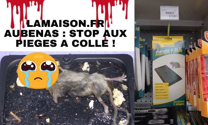 Lamaison.fr Aubenas, retirez les pièges à colle de vos rayons !