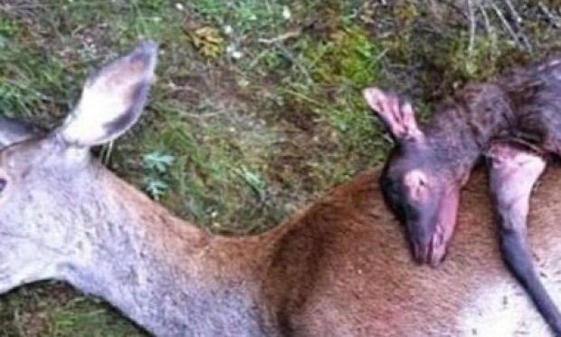 Protection cervidés danger d'extinction face au réchauffement climatique / chasse abusive