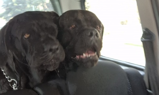 Rendez-moi Rose et Rubis