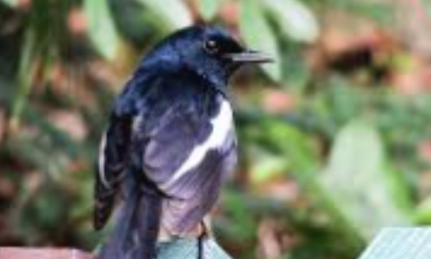 Contre la situation extrêmement perturbante des oiseaux en Corée du Sud