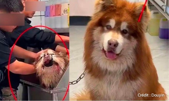 Justice pour Aite le chien tué en live par un influenceur !