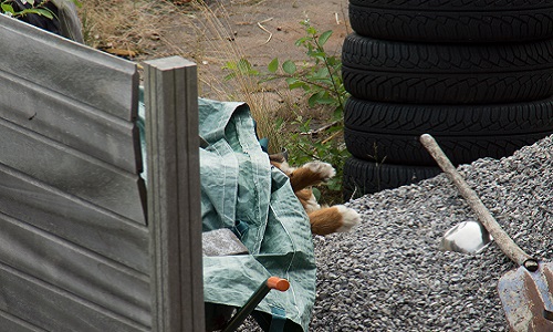 Justice pour la mise à mort par empoisonnement de Mougli, chien Bouvier Bernois, victime de la barbarie de mon voisin