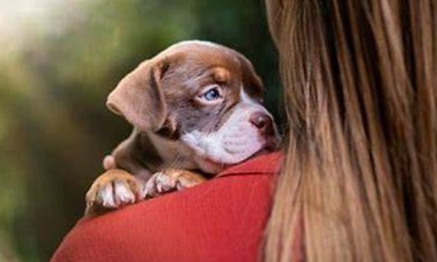 Pour une formation obligatoire pour adopter un animal !