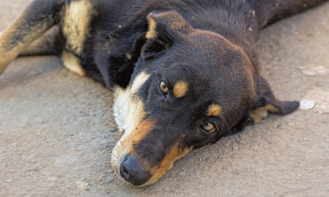 Arrêtons le massacre de 3 millions de chiens de chiens au Maroc avant la coupe du monde