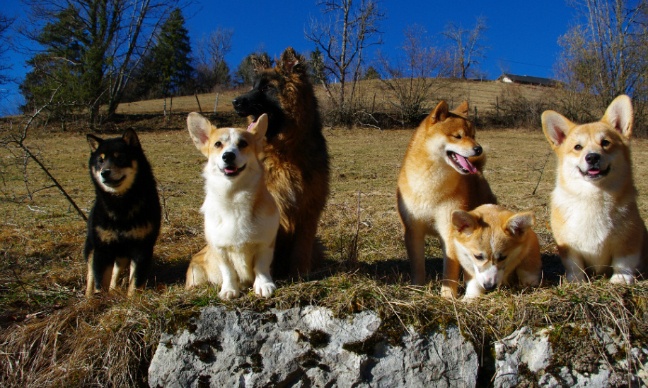 Sauvons l’élevage et la pension des Seigneurs de Montbel
