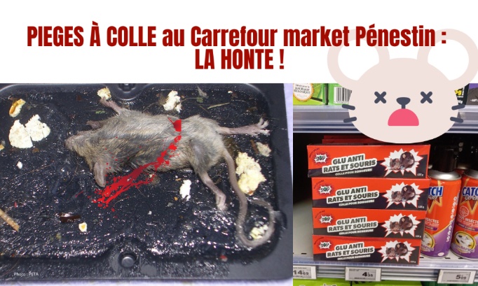 Je demande au Carrefour market de Pénestin de ne plus vendre de pièges à colle