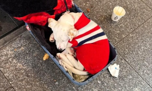 :sauvez les animaux obligés de faire la manche avec des SDF