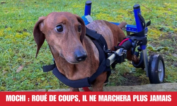 Justice pour Mochi : brisé à jamais par la violence