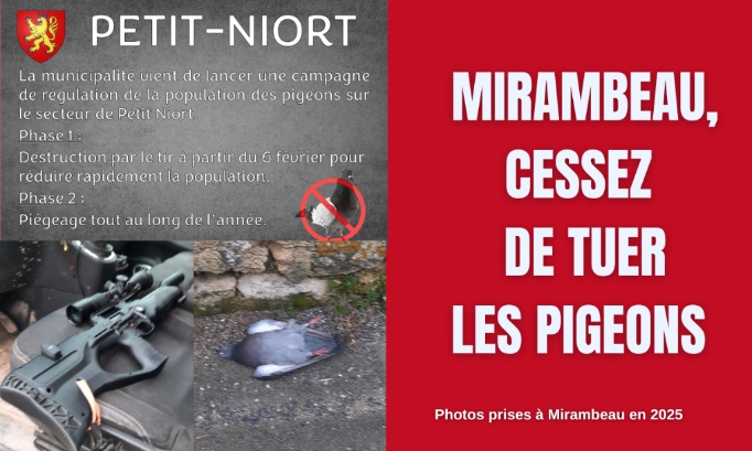 Mirambeau doit arrêter de tuer les pigeons !