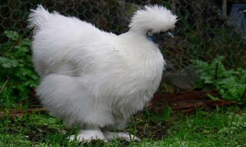 Pour que l'on arrête de normaliser la cruauté animale à la télévision