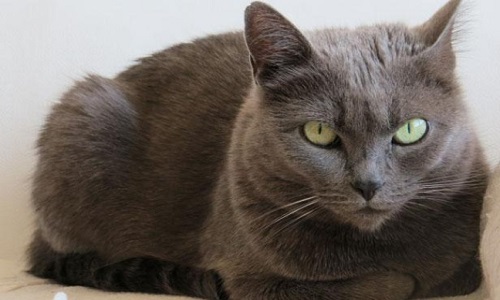 Arrêtons l'assassin de nos chats !