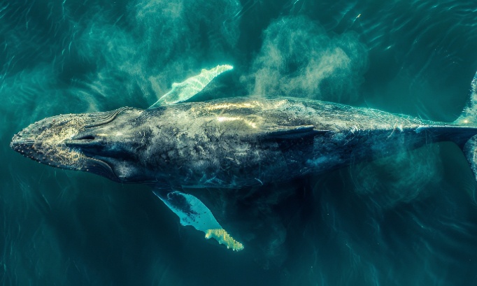 Contre la désinformation sur les sauvetages d'animaux sur Instagram