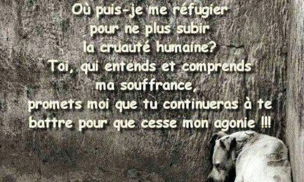 Urgence : Massacre de chiens sans abris innocents à Beni Mellal, Maroc. Un défenseur blessé par balles !
