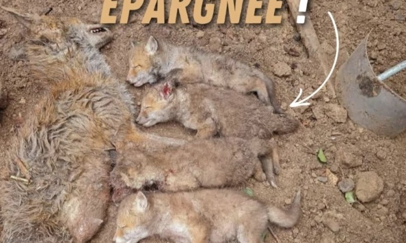 Pour l'arrêt de la chasse aux renards en France et partout en Europe