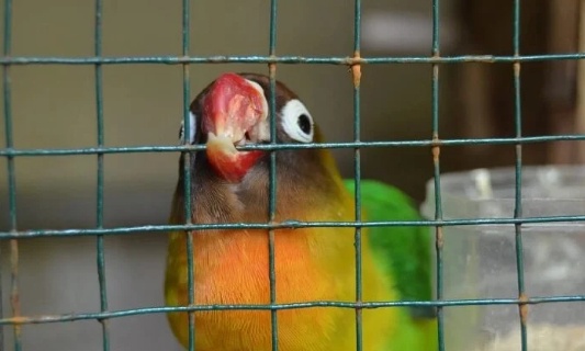 Demandons à JARDILAND de cesser de vendre des oiseaux