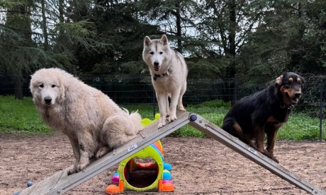 Pétition pour le droit d'exercer une activité canine innovante en zone agricole ou naturelle