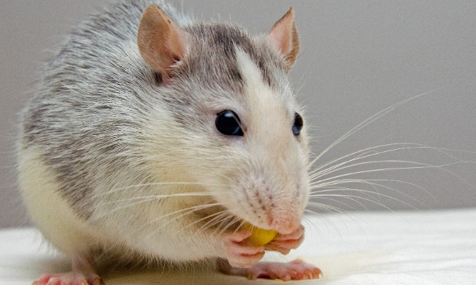 STOP à la vente de pièges à colle pour rongeurs dans les magasins BRICO-PLANIT