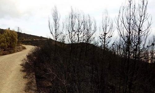 Dénonciation des feux de forêts