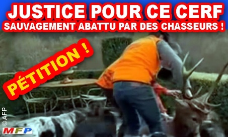 Soyons la voix du cerf sauvagement abattu par des chasseurs chez Luc Besson !