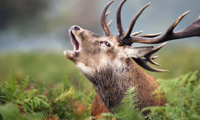 Pour des sanctions exemplaires contre les chasseurs à courre qui ont abattu un cerf sur la propriété de Luc Besson